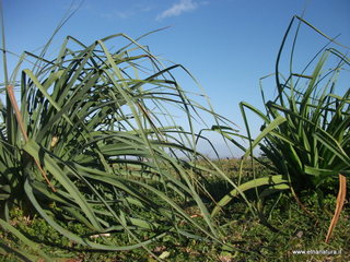 tapiccola-13-01-2013 09-14-48